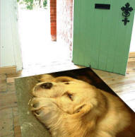 Vrelsestppe - eller blot en mtte til indgangspartiet - med print ef poden - eller "menneskets" bedste ven!