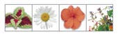 Green-Card. Attraktiv brev supplement med indre fr�pose, som nemt kan plantes.